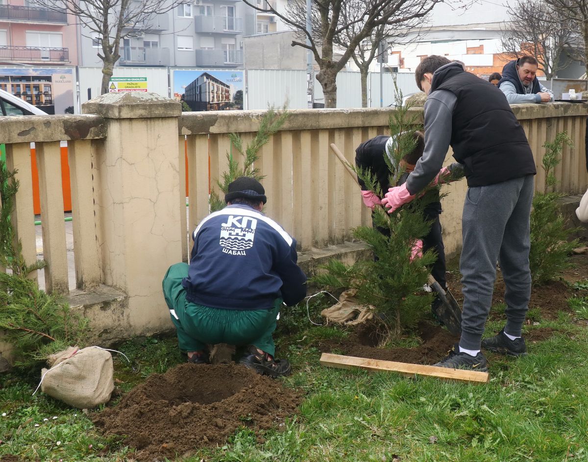 У Вуковој школи посађено 50 садница тује